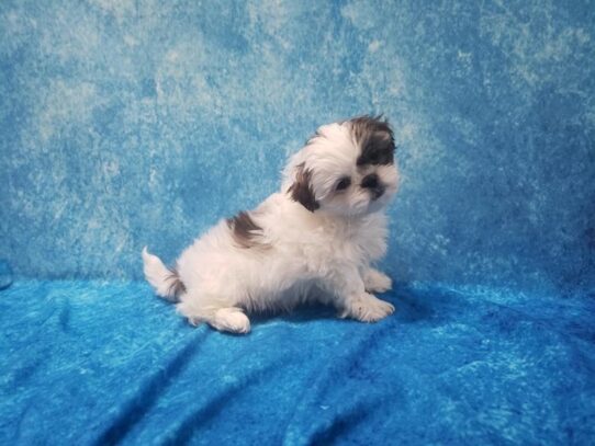 Shih Tzu DOG Female White / Golden 13196 Petland Pensacola, Florida