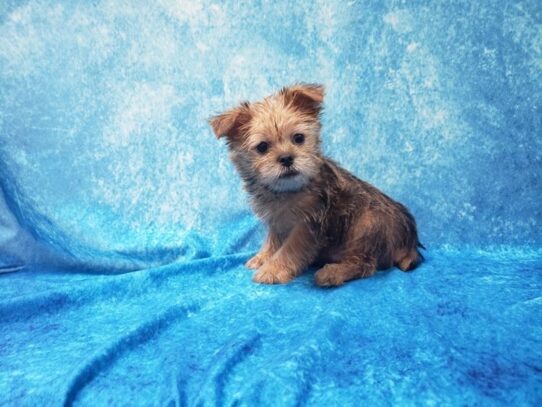 Silky Griffon DOG Male Red 13198 Petland Pensacola, Florida