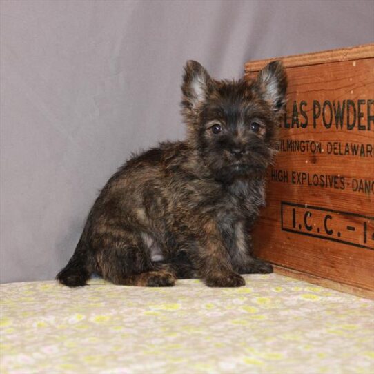 Cairn Terrier-DOG-Female-Wheaten-1084-Petland Pensacola, Florida