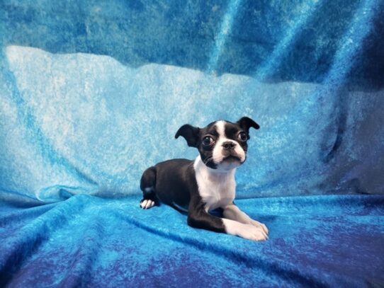 Boston Terrier DOG Female Black / White 13167 Petland Pensacola, Florida