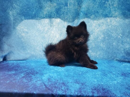 Pomeranian DOG Male Black 13211 Petland Pensacola, Florida