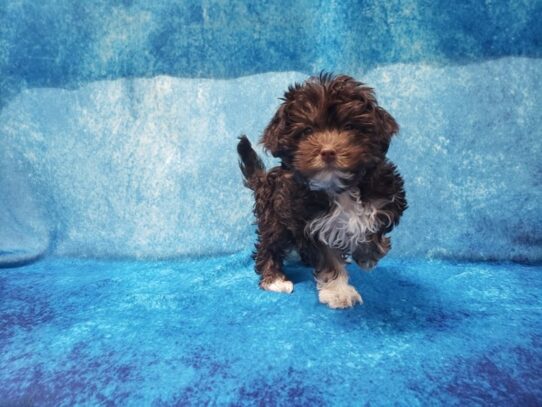 Havanese DOG Female Chocolate / White 13210 Petland Pensacola, Florida