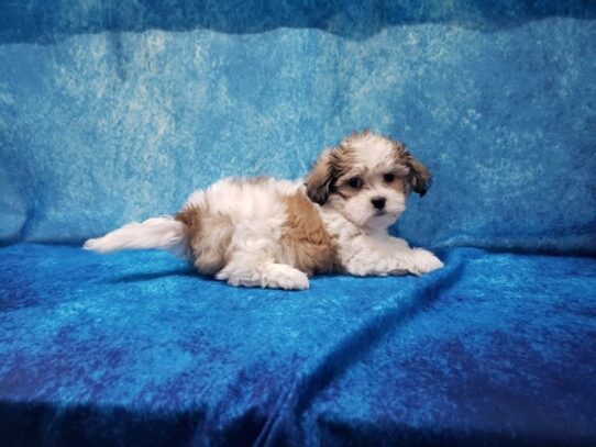 Teddy Bear DOG Male Brown / White 13215 Petland Pensacola, Florida