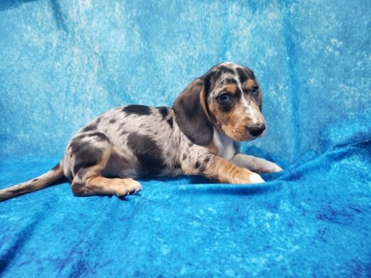 Dachshund DOG Male Blue Merle 13207 Petland Pensacola, Florida