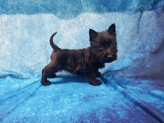 Scottish Terrier DOG Female Black 13225 Petland Pensacola, Florida