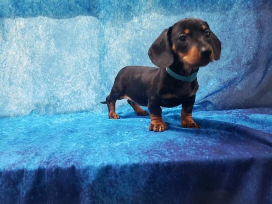 Dachshund DOG Female Black / Tan 13229 Petland Pensacola, Florida