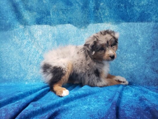 Australian Shepherd DOG Female Blue Merle 13203 Petland Pensacola, Florida