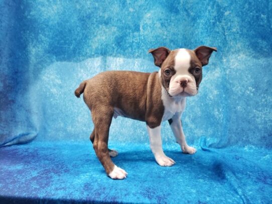 Boston Terrier DOG Male Ruby 13204 Petland Pensacola, Florida