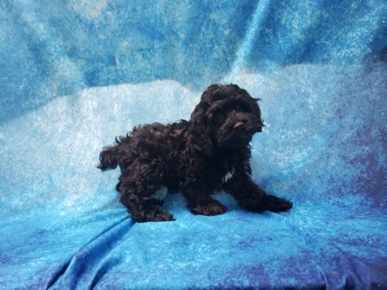 Cockapoo DOG Male Black 13216 Petland Pensacola, Florida