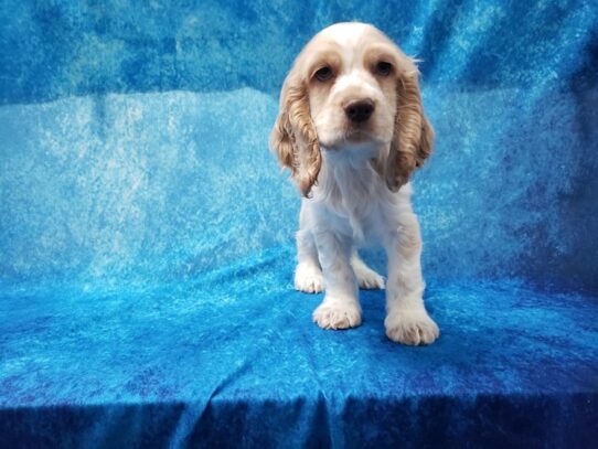 Cocker Spaniel DOG Male Buff / White 13205 Petland Pensacola, Florida