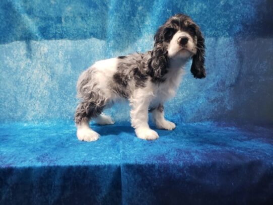 Cocker Spaniel DOG Female Blue Roan 13206 Petland Pensacola, Florida