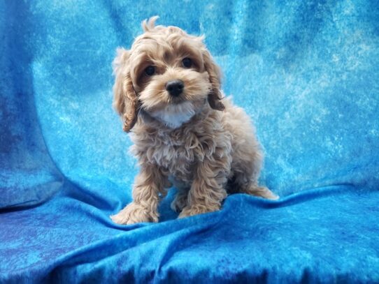 Cockapoo DOG Male Apricot 13217 Petland Pensacola, Florida