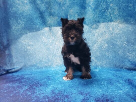 Miniature Schnauzer DOG Male Black 13230 Petland Pensacola, Florida