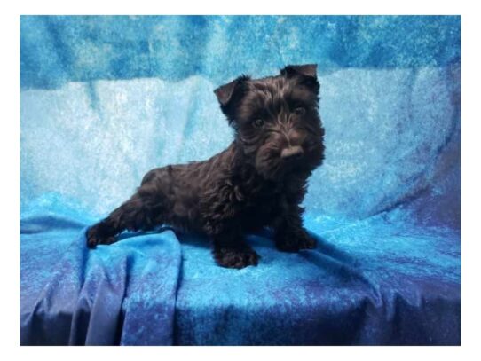 Scottish Terrier DOG Male Black 13224 Petland Pensacola, Florida