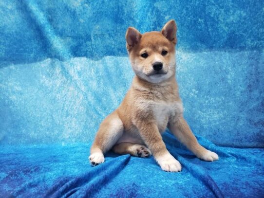 Shiba Inu DOG Female Red Sesame 13221 Petland Pensacola, Florida