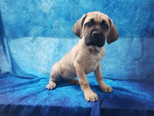 Cane Corso DOG Female Fawn 13214 Petland Pensacola, Florida