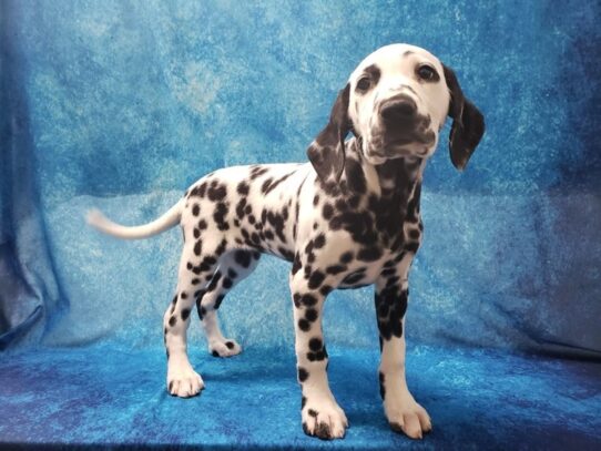 Dalmatian DOG Female Black / White 13208 Petland Pensacola, Florida