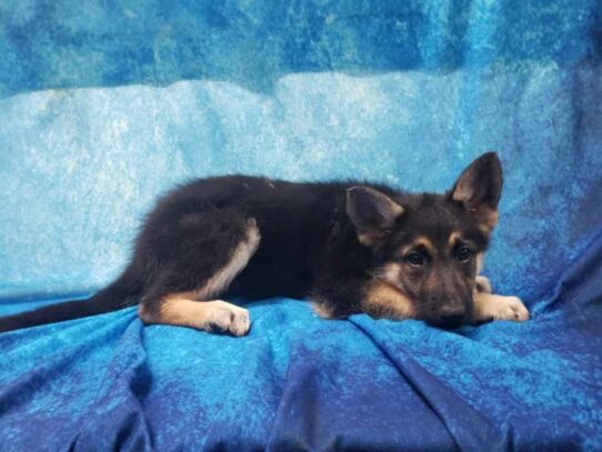 German Shepherd Dog DOG Female Black / Tan 13218 Petland Pensacola, Florida