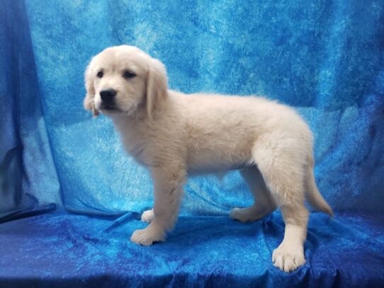 Golden Retriever DOG Female Light Golden 13231 Petland Pensacola, Florida