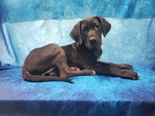 Great Dane DOG Female Black 13209 Petland Pensacola, Florida