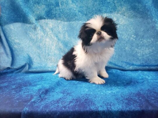 Japanese Chin DOG Male Black / White 13220 Petland Pensacola, Florida