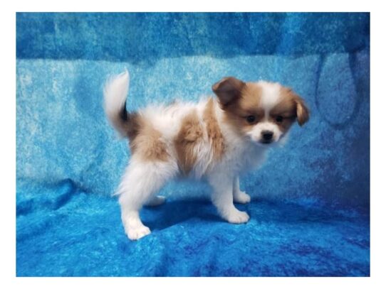 Papillon DOG Male Sable / White 13222 Petland Pensacola, Florida