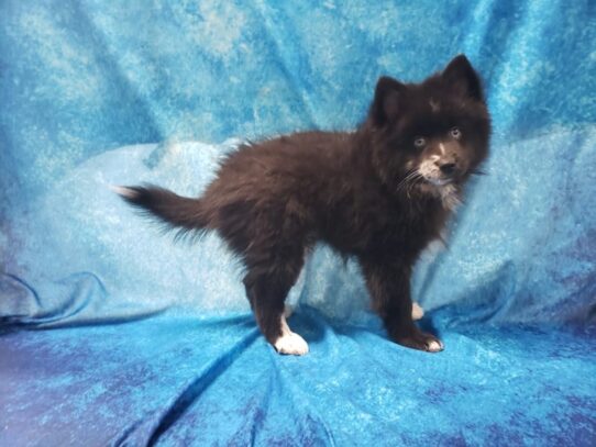 Pomsky 2nd Gen DOG Male Black 13219 Petland Pensacola, Florida