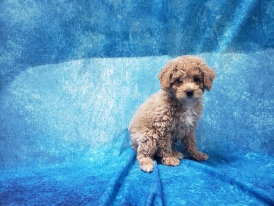 Poodle-DOG-Male-Cream-13223-Petland Pensacola, Florida