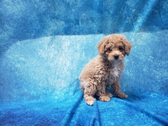 Poodle DOG Male Cream 13223 Petland Pensacola, Florida