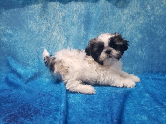 Shih Tzu DOG Male Gold / White 13226 Petland Pensacola, Florida