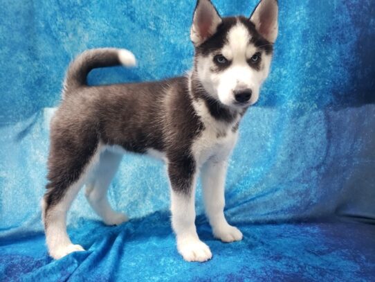 Siberian Husky DOG Female Black / White 13213 Petland Pensacola, Florida