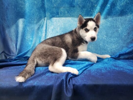 Siberian Husky DOG Female Black / White 13212 Petland Pensacola, Florida