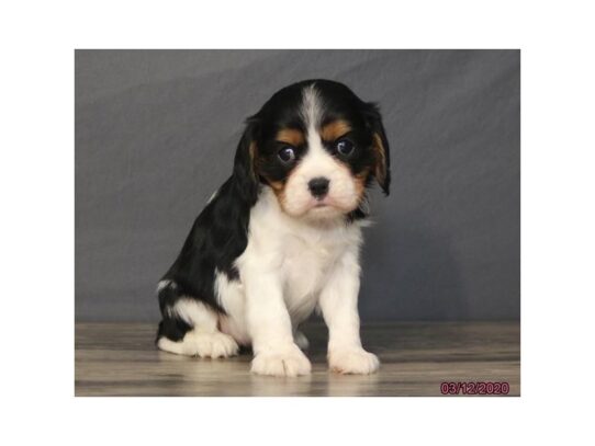 Cavalier King Charles Spaniel DOG Female Black 13235 Petland Pensacola, Florida