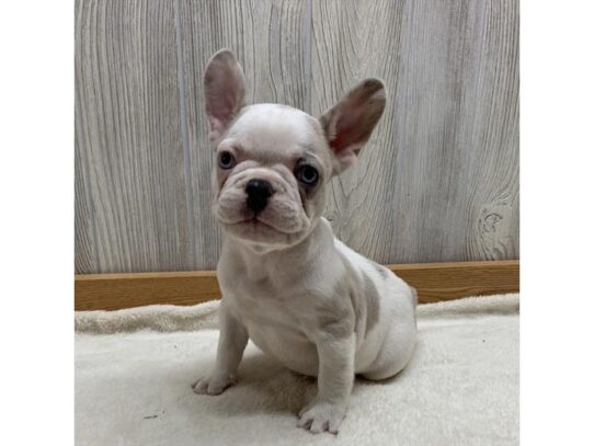 French Bulldog DOG Male Platinum 13236 Petland Pensacola, Florida