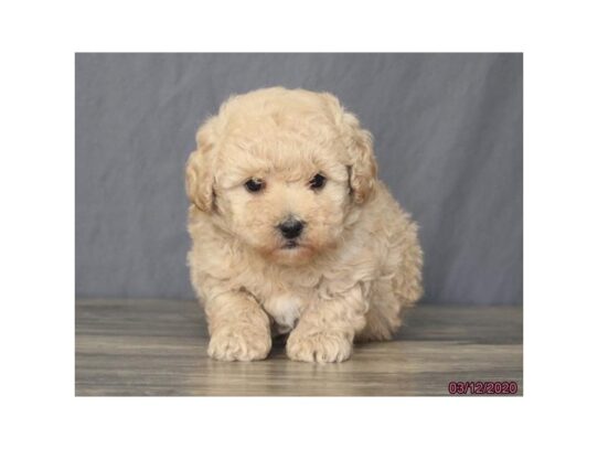 Poodle DOG Male Apricot 13237 Petland Pensacola, Florida