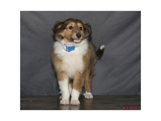 Shetland Sheepdog-DOG-Female-Tan / White-13238-Petland Pensacola, Florida