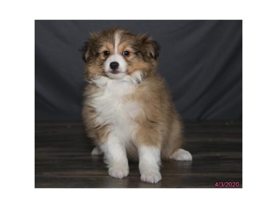 Shetland Sheepdog-DOG-Male-Tan / White-13239-Petland Pensacola, Florida