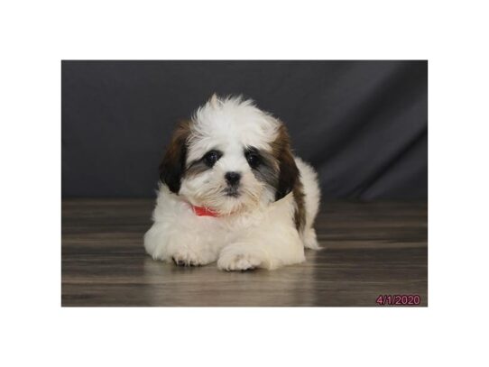 Shih Tzu DOG Female White / Brown 13240 Petland Pensacola, Florida