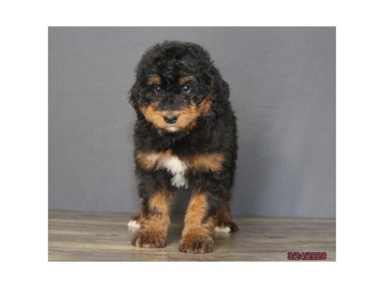 Bernadoodle DOG Female Black Rust / White 13241 Petland Pensacola, Florida