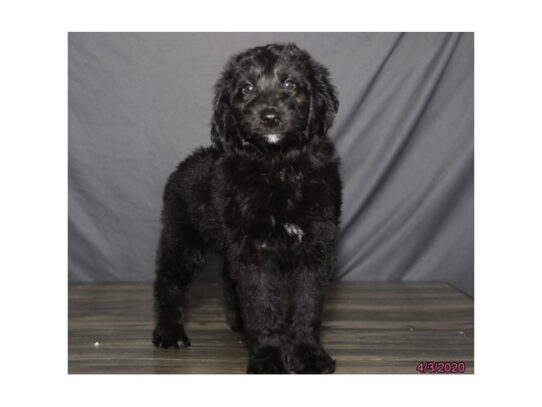 Aussiedoodle DOG Female Black 13244 Petland Pensacola, Florida