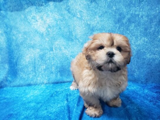 Lhasa Apso DOG Male Golden 13233 Petland Pensacola, Florida