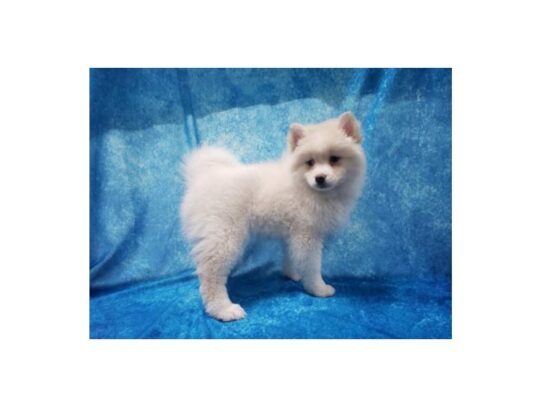 Pomsky 2nd Gen DOG Female Cream / White 13243 Petland Pensacola, Florida