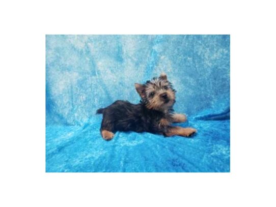 Silky Terrier DOG Male Black / Tan 13232 Petland Pensacola, Florida