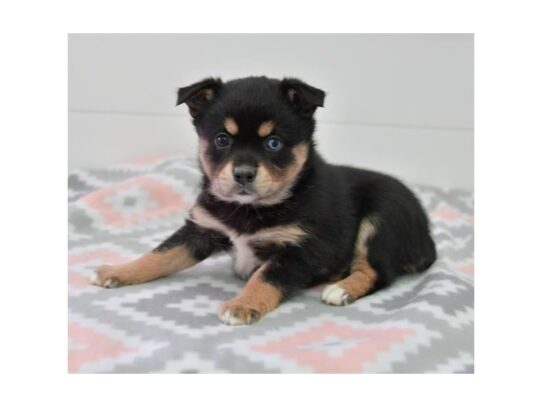 Aussie Klee Kai DOG Female Black 13254 Petland Pensacola, Florida