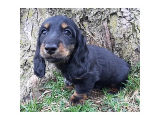 Dachshund DOG Male Black / Tan 13256 Petland Pensacola, Florida