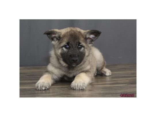 Norwegian Elkhound DOG Female Black / Silver 13258 Petland Pensacola, Florida