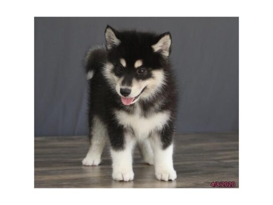 Pomsky DOG Male Black 13253 Petland Pensacola, Florida