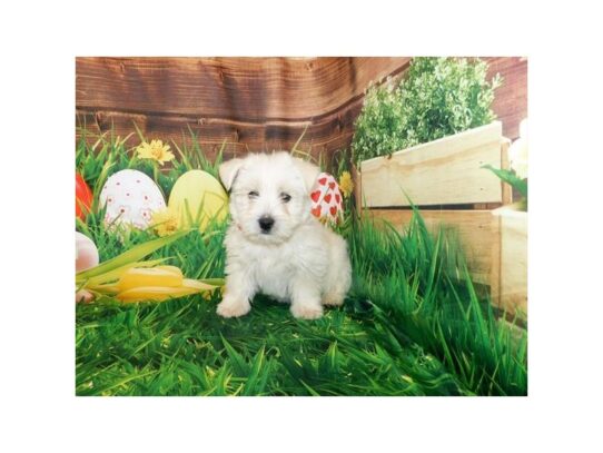 West Highland White Terrier DOG Male White 13252 Petland Pensacola, Florida