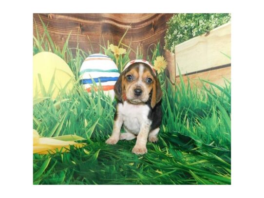 Beagle DOG Female Black White / Tan 13250 Petland Pensacola, Florida