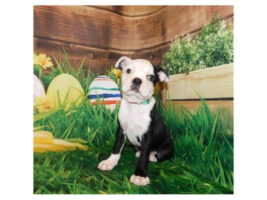 Boston Terrier DOG Female Black / White 13251 Petland Pensacola, Florida